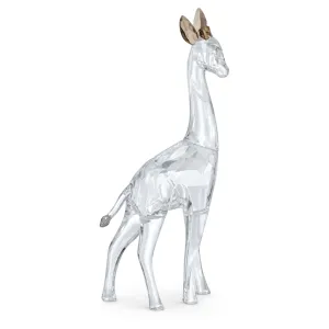 African Sunset Giraffe Nohea 5557858