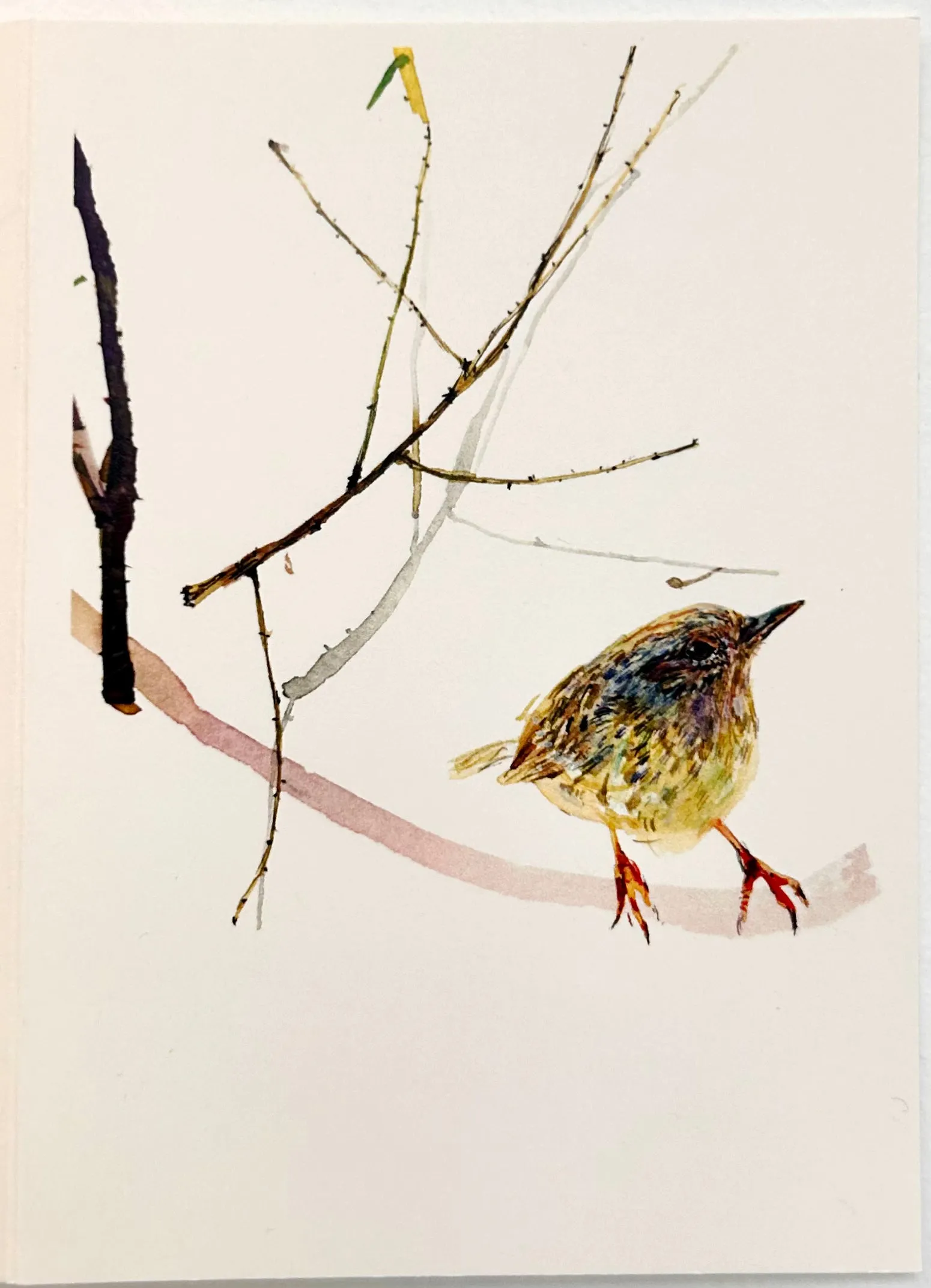 Bird