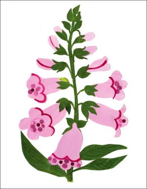 Foxglove
