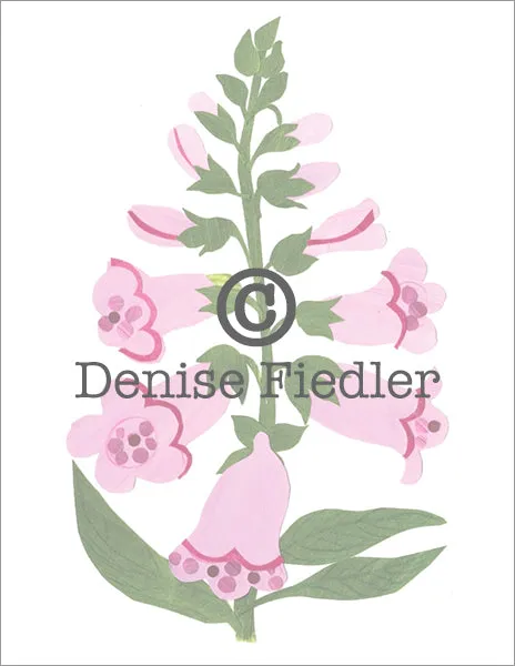 Foxglove
