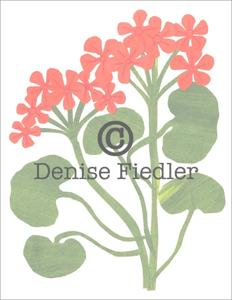 Geraniums