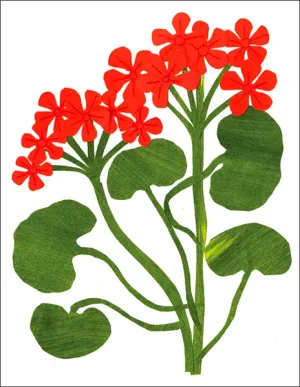 Geraniums