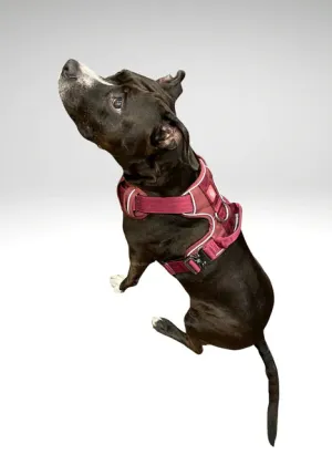 Heavy-Duty Everyday Harness