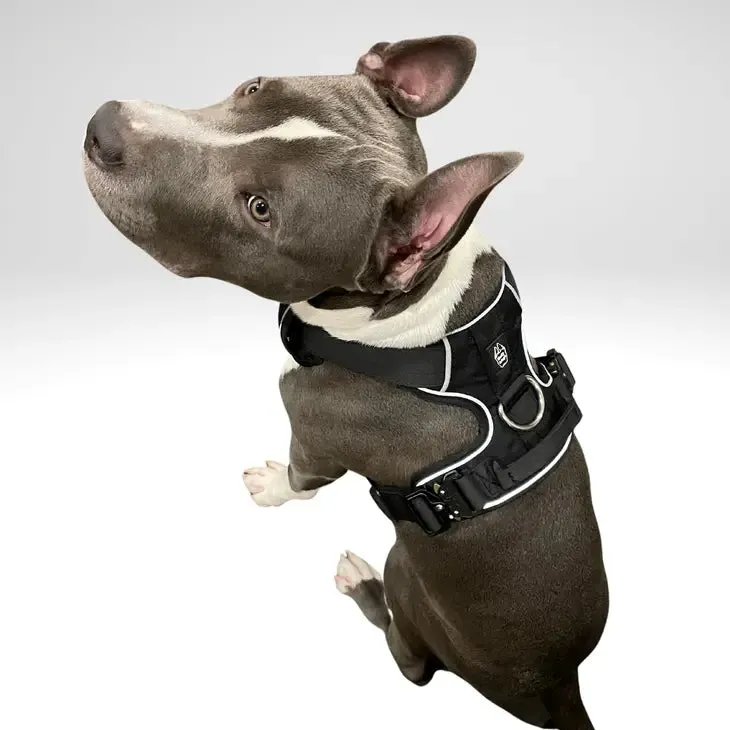 Heavy-Duty Everyday Harness