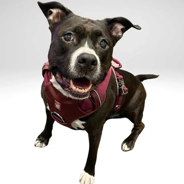 Heavy-Duty Everyday Harness