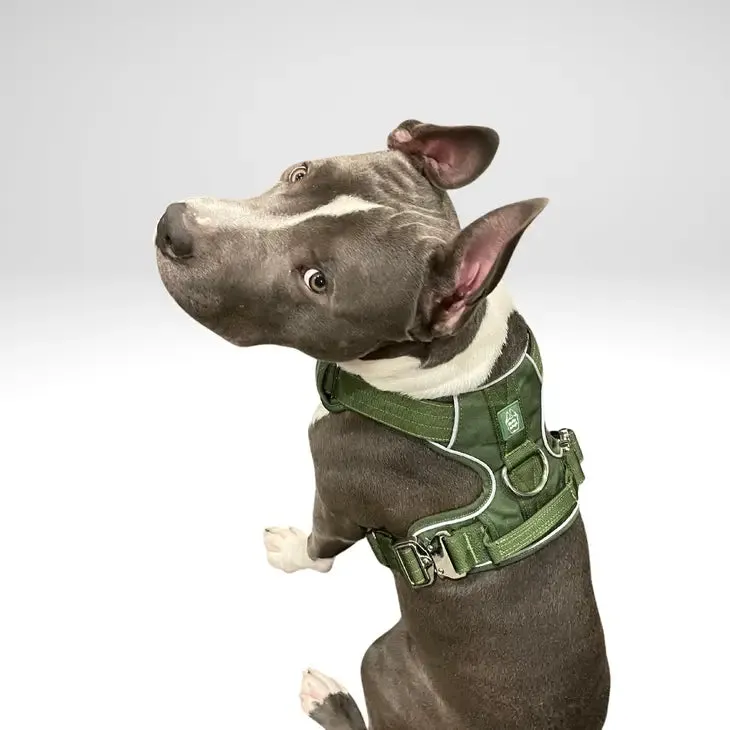 Heavy-Duty Everyday Harness