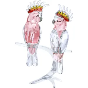 Pink Cockatoos 5244651