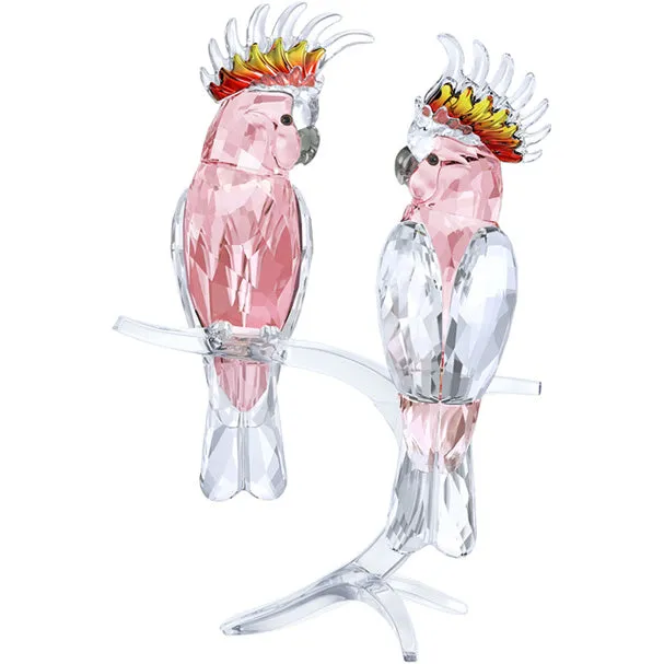 Pink Cockatoos 5244651