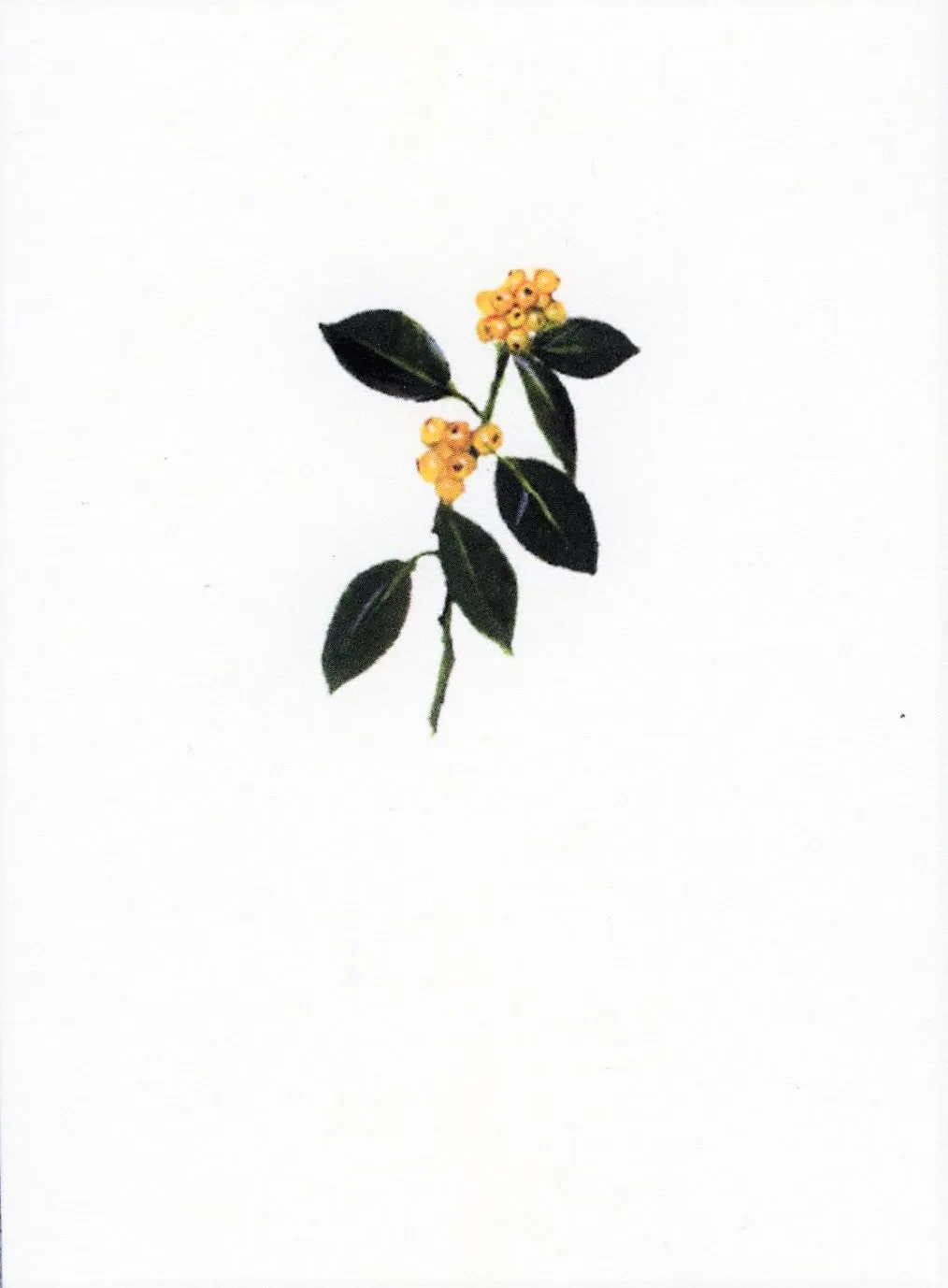 Plant PL-106