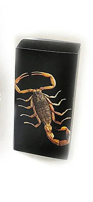 Real Black Scorpion Bracelet Blue Real Nature Gift