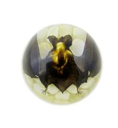 Real Horseshoe Bat In Resin Half Dome Real Nature Gift