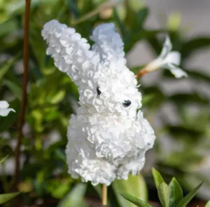 White Hydrangea Bunny 13.75" Pick